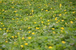 小黄花