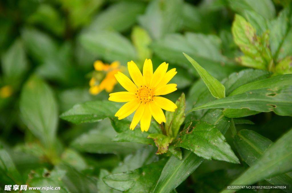 小黄花