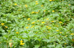 小黄花