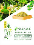 金银花海报