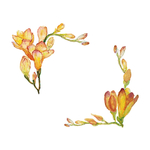 手绘花卉