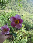 绚烂小花