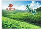 阳光与茶
