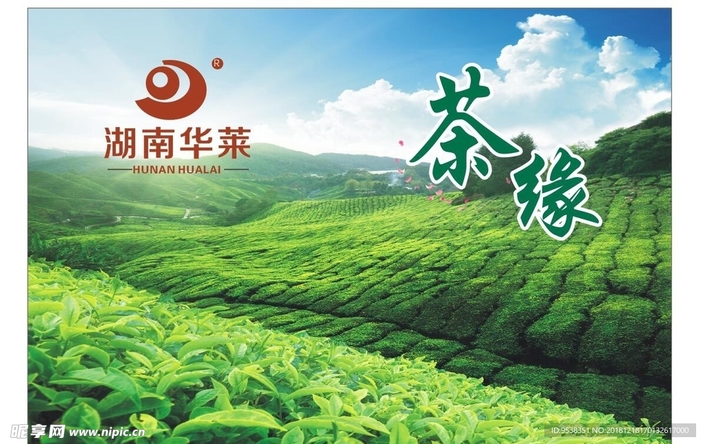 阳光与茶