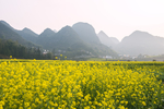 油菜地