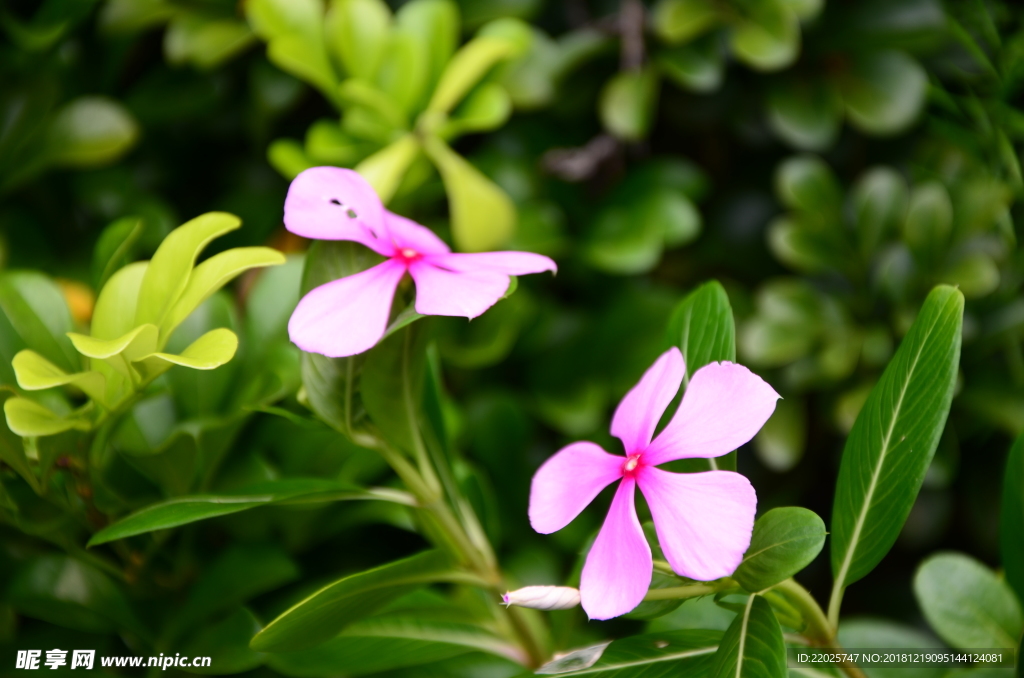 长春花