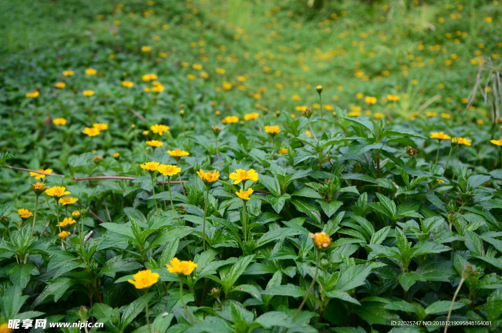 小黄花