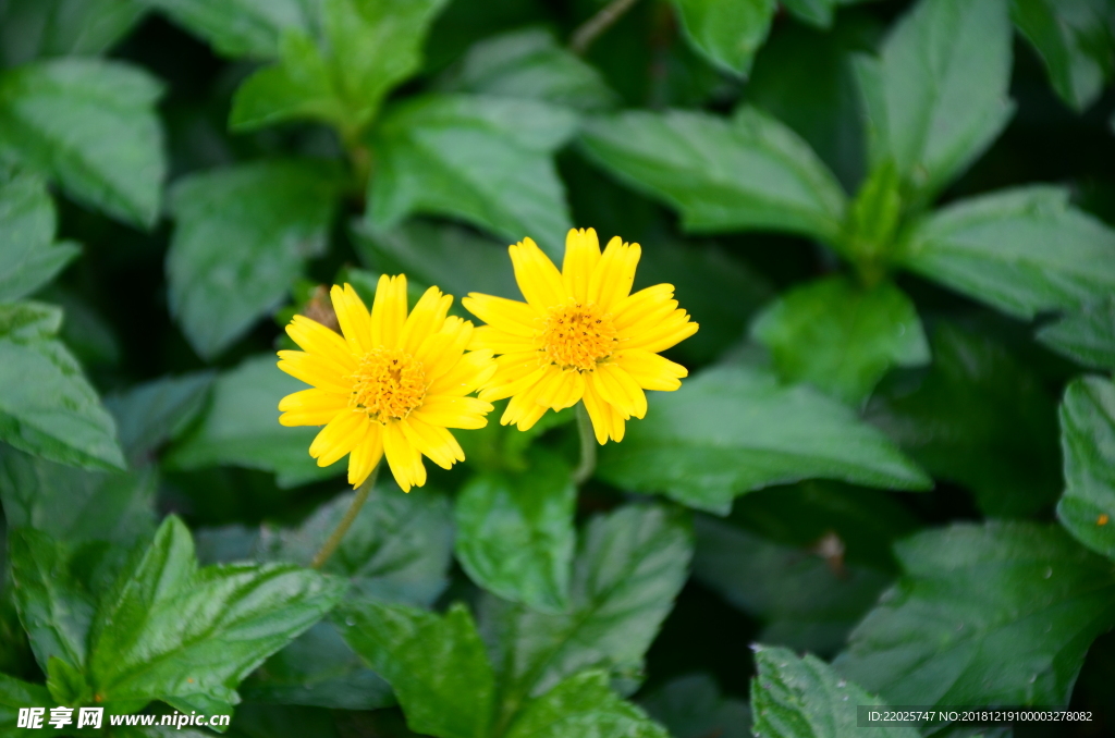 两朵小黄花