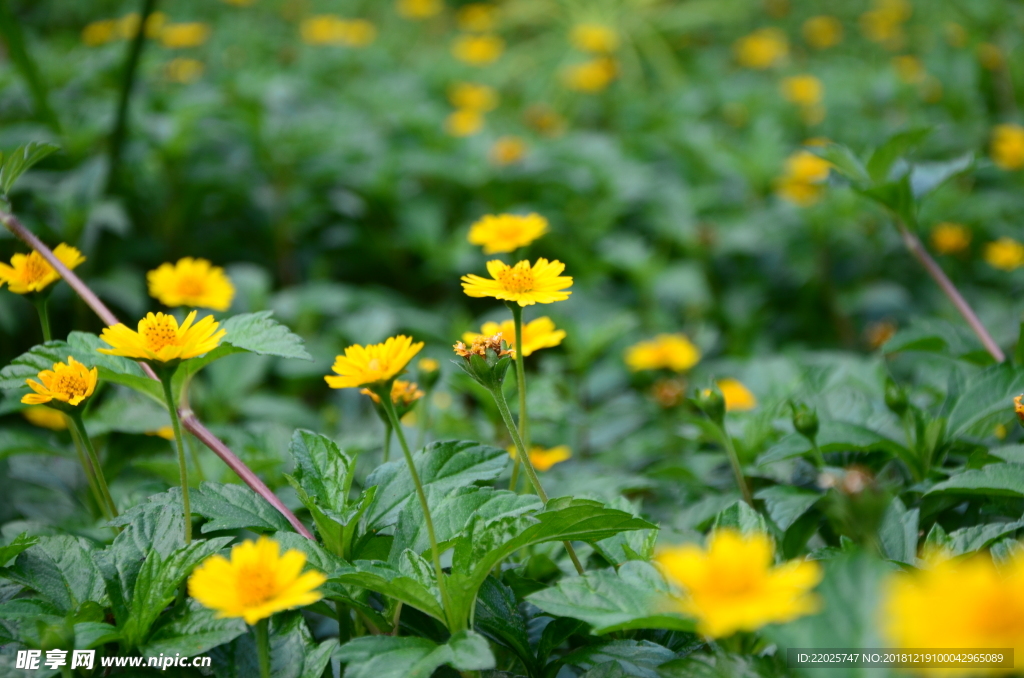 小黄花