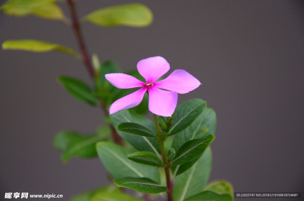 长春花