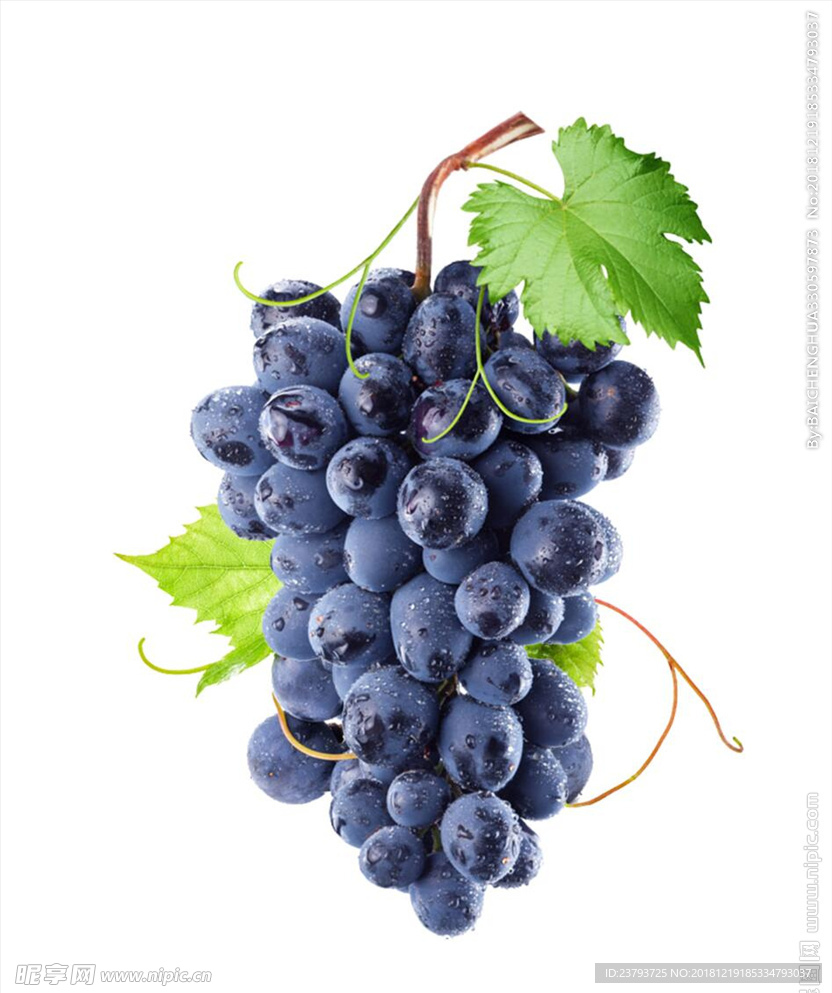 葡萄