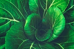 青菜