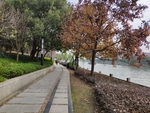 银杏树