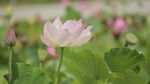荷花实拍素材