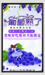 葡萄海报