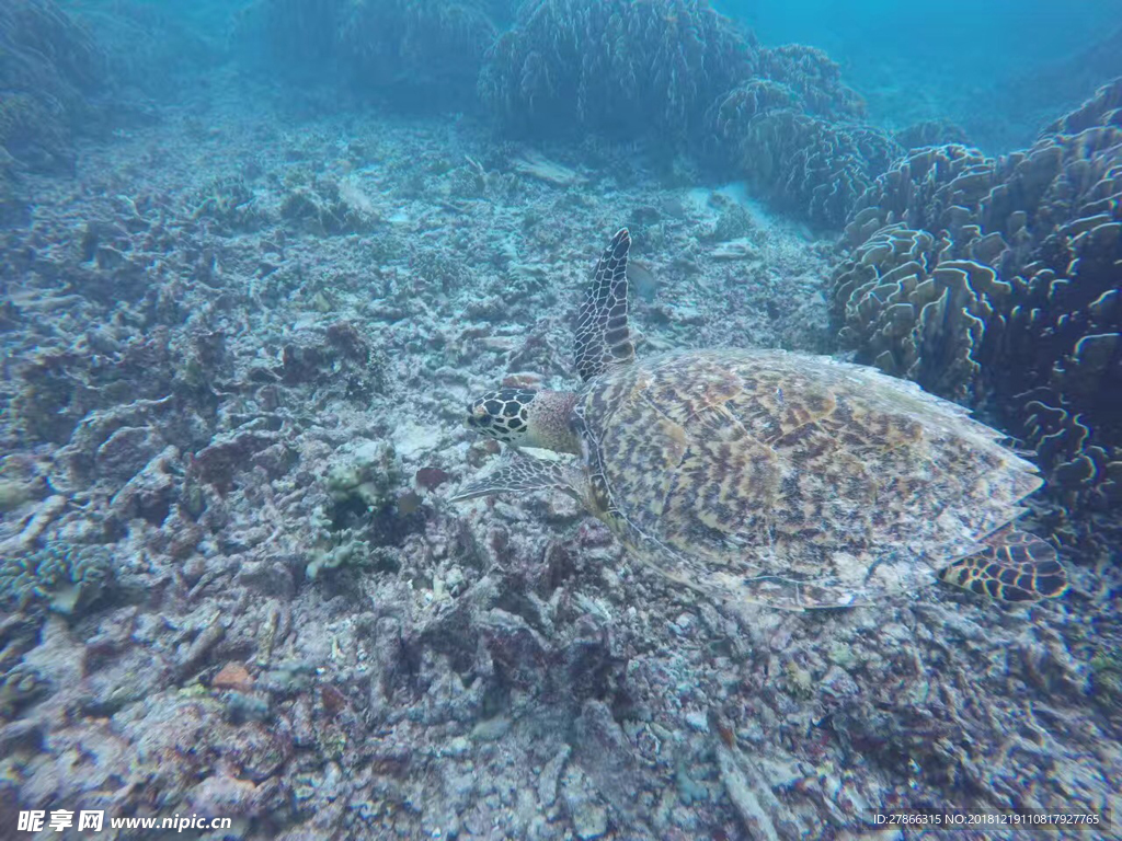 小海龟