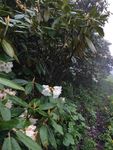 杜鹃花