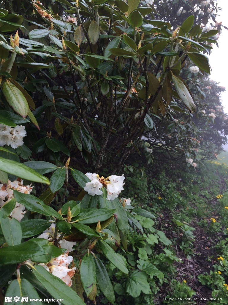 杜鹃花