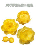 黄月季三度花朵成长图