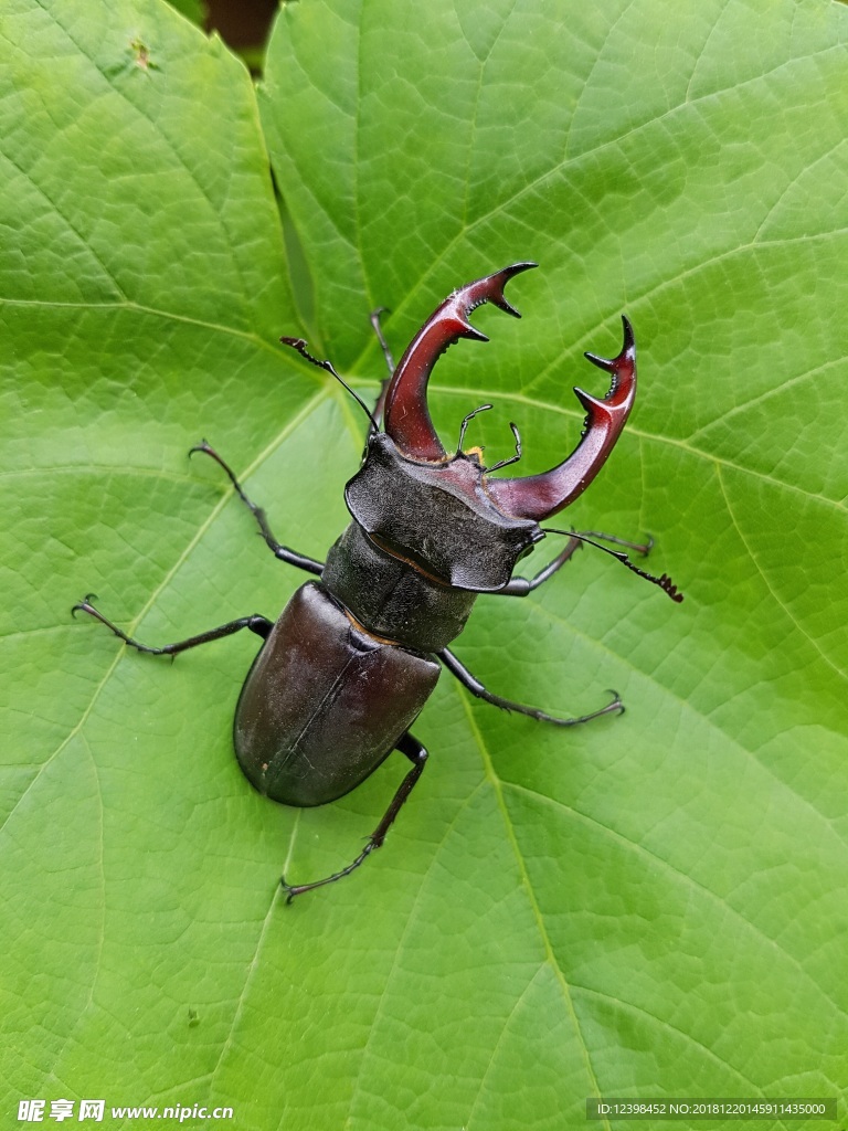 犀牛甲虫