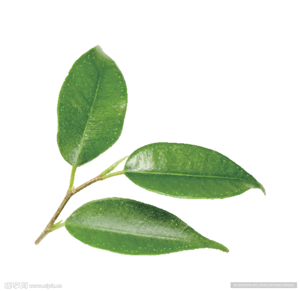 手绘叶子素材