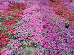 小花