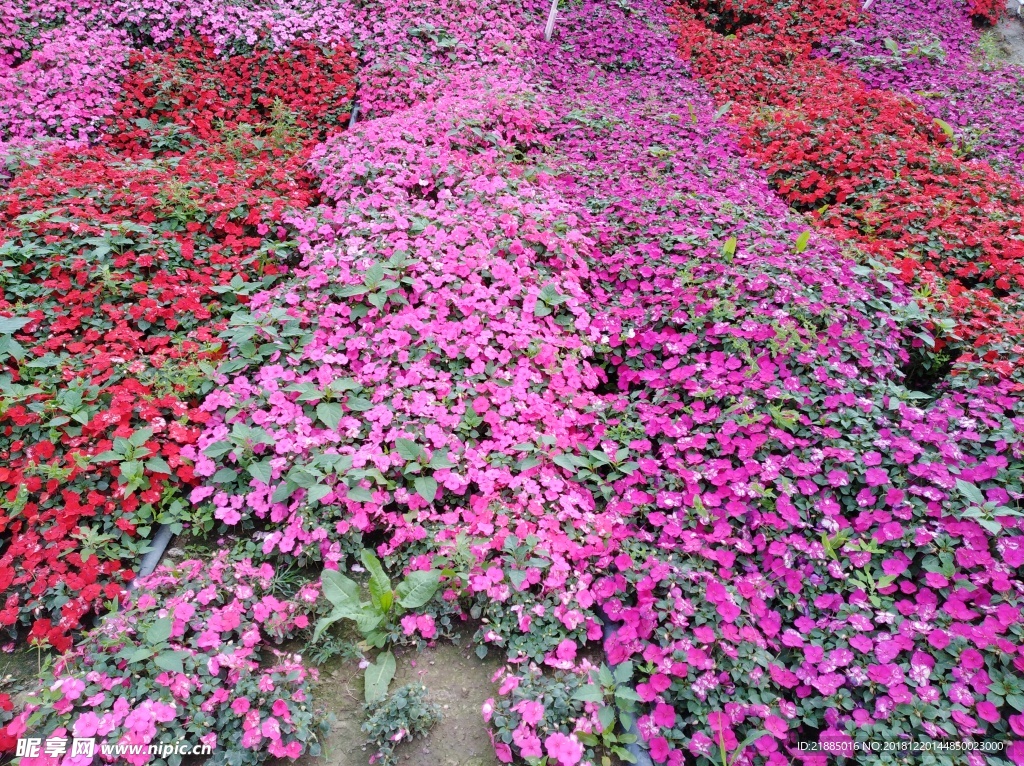 小花
