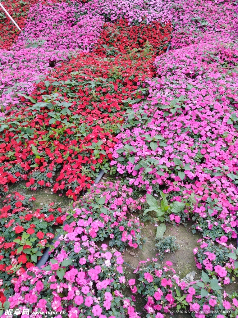 小花