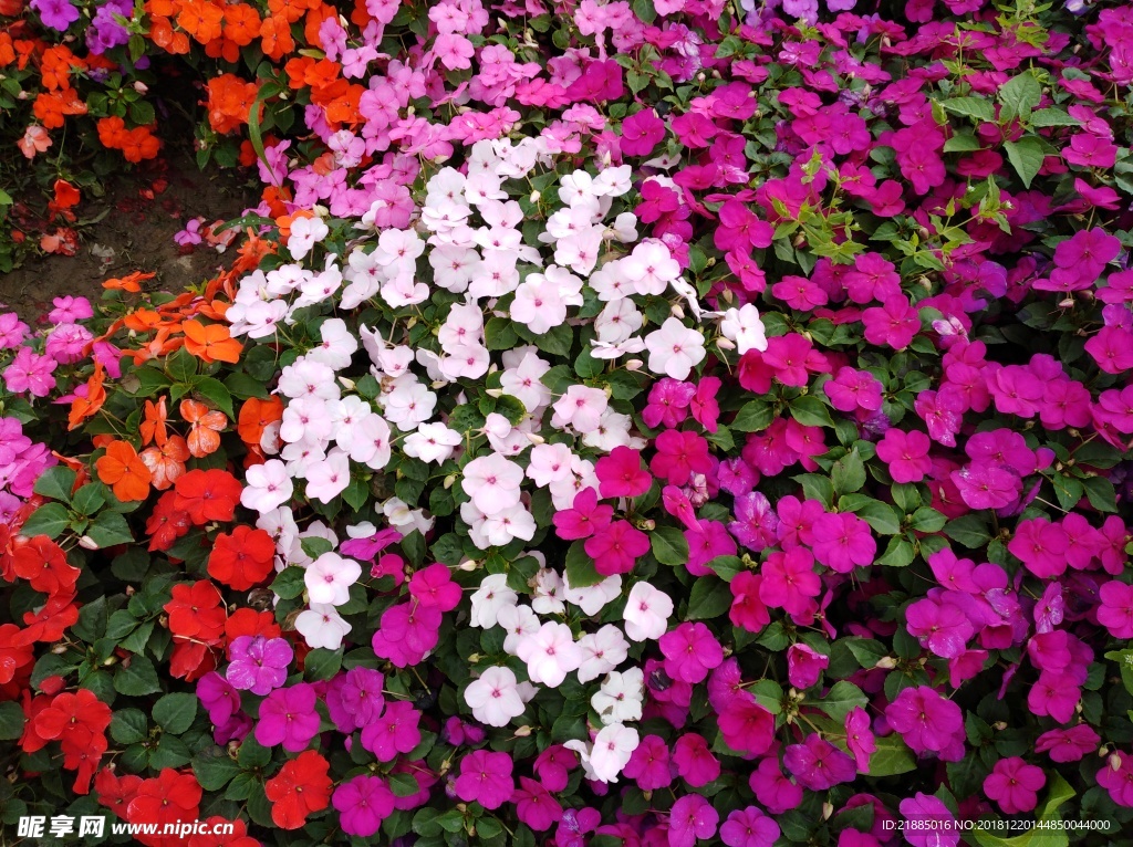 小花