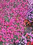小花