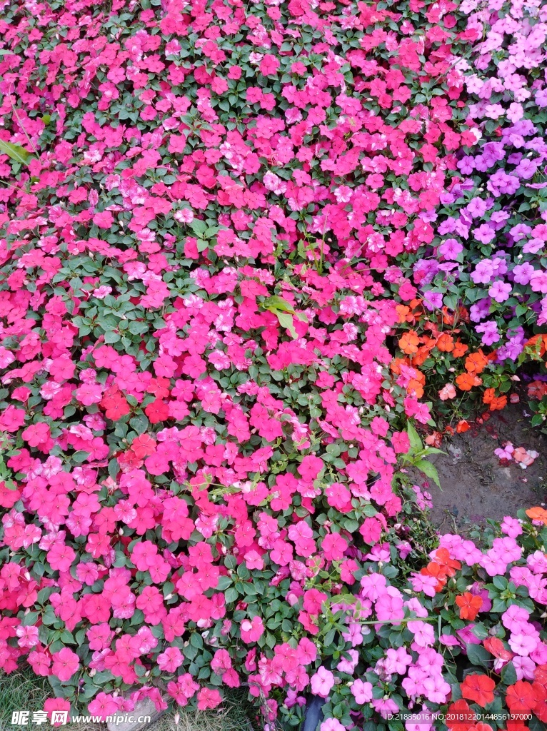 小花