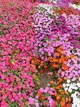 小花