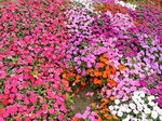 小花