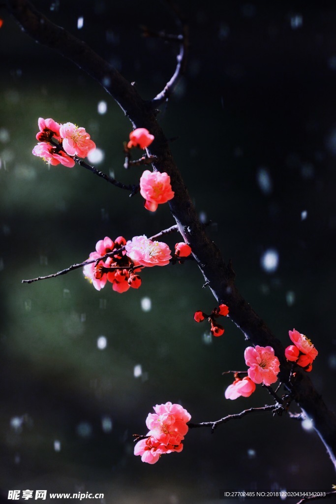 寒梅傲雪