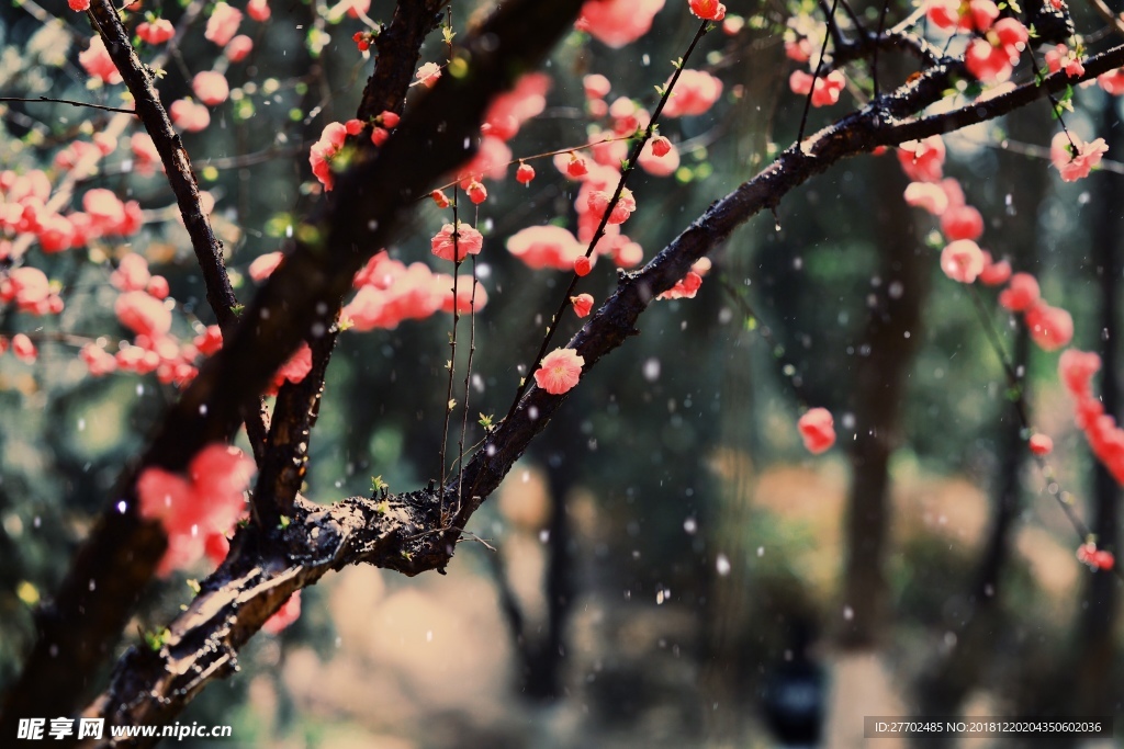 寒梅傲雪