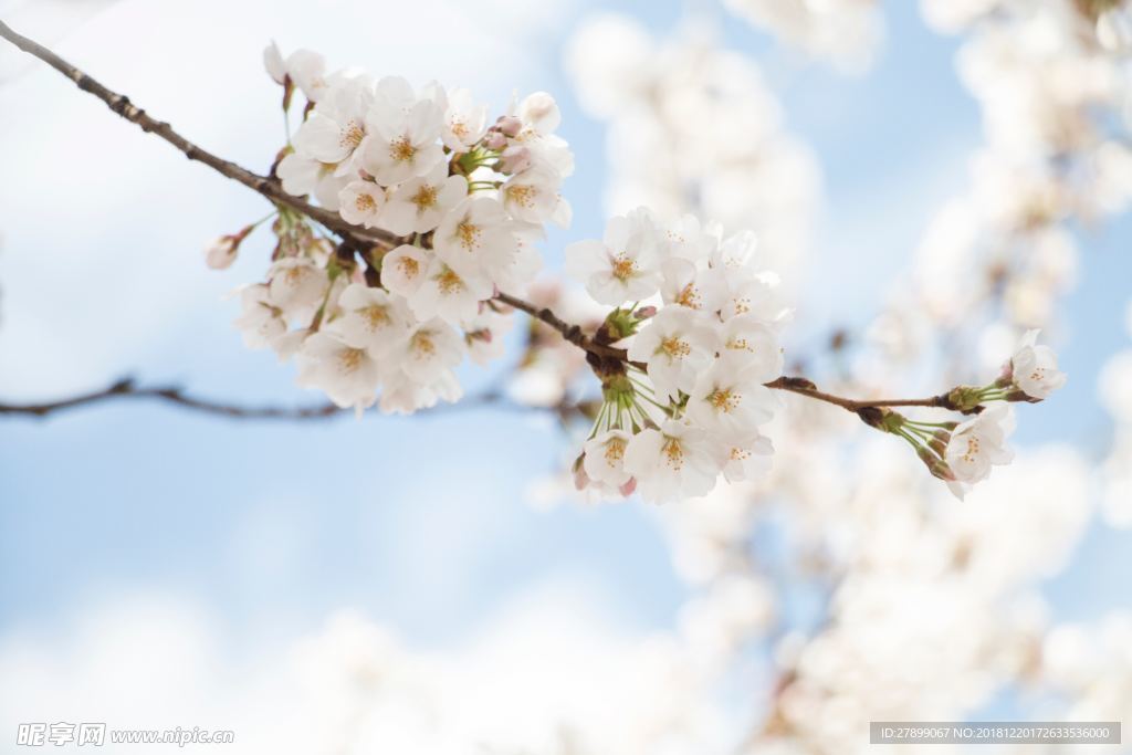 樱花
