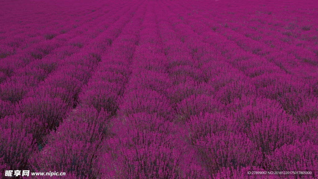 薰衣草