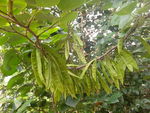 盛夏皂荚树