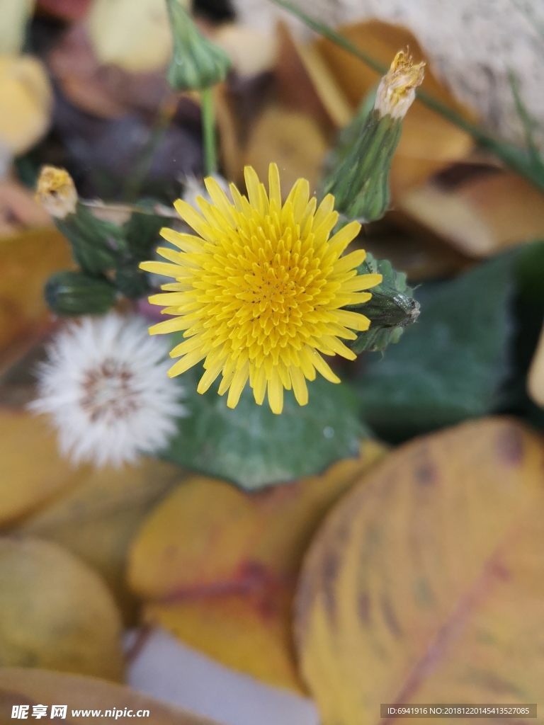黄花