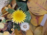 黄花