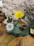 黄花