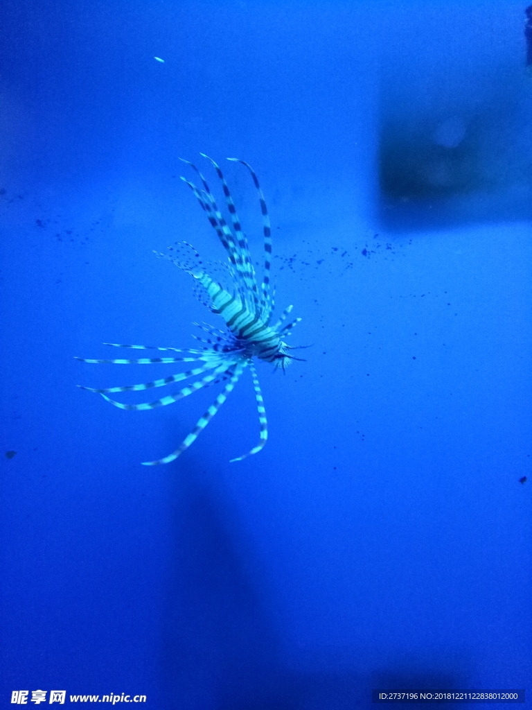 海洋生物