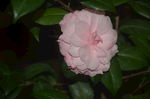 山茶花