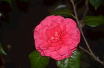 山茶花