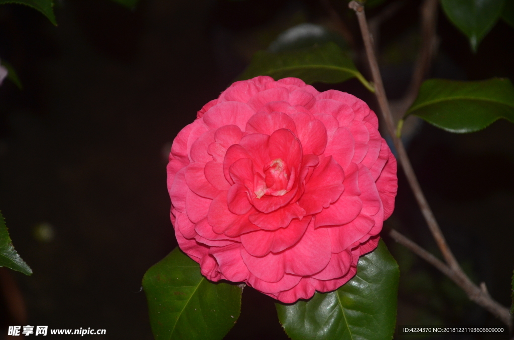 山茶花