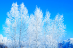 雪树