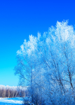 雪树