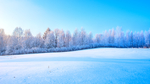 雪树
