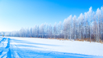 雪树