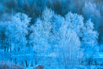 雪树